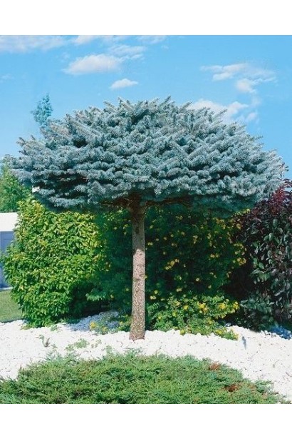 Ель колючая Глаука Глобоза (штамб)